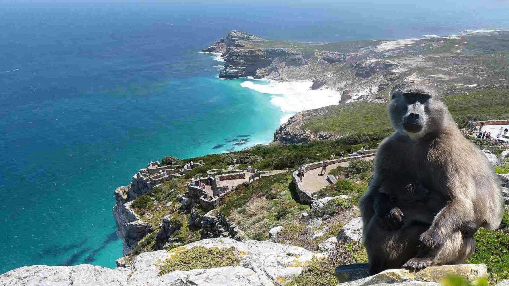 Capepoint - Pulsetawk