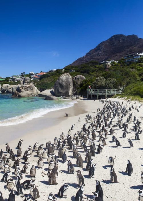 Boulders beach in Simons Town, Cape Town, South Africa. pulsetawk Beautiful penguins.