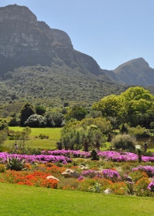 Kirstenbosch National Botanical Garden, pulsetawk